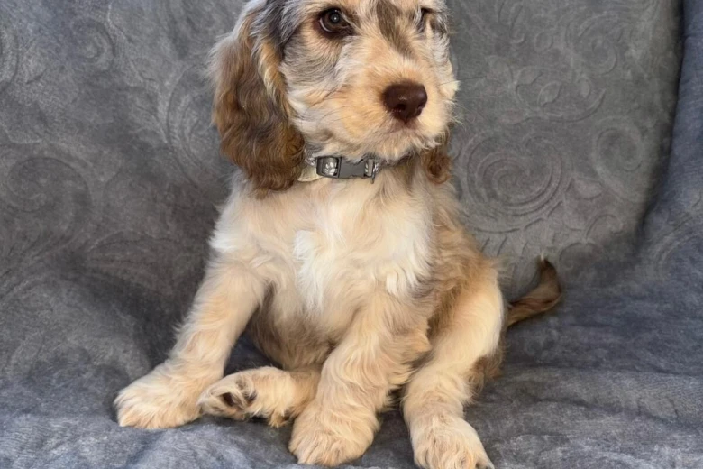 Cockapoo