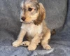 Cockapoo