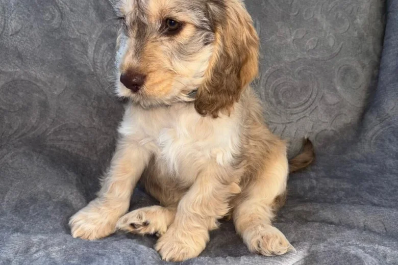 Cockapoo