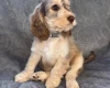 Cockapoo