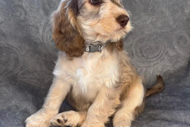 Cockapoo