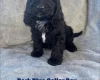 Cockapoo