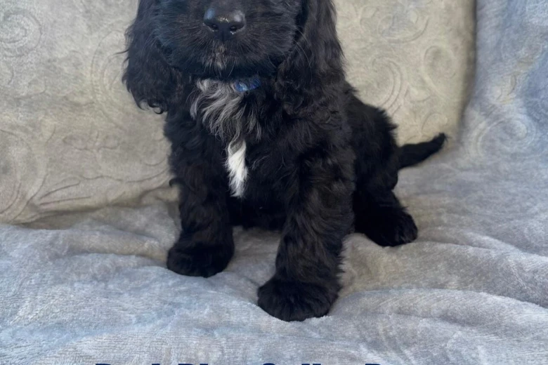 Cockapoo