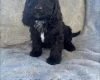 Cockapoo
