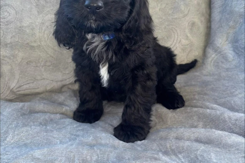 Cockapoo