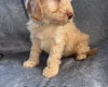 Cockapoo