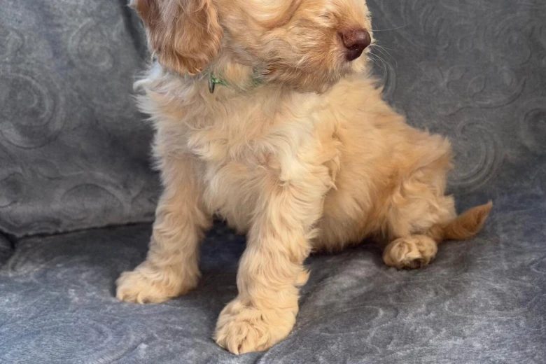 Cockapoo