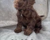 Cockapoo