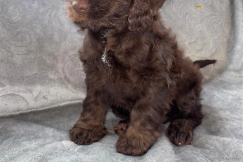 Cockapoo