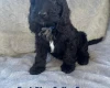 Cockapoo