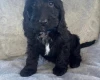 Cockapoo