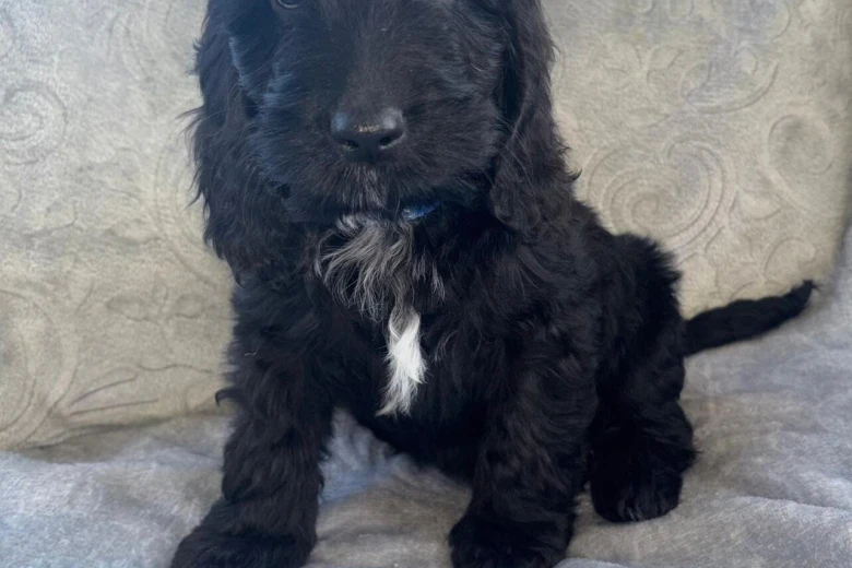 Cockapoo