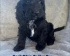 Cockapoo