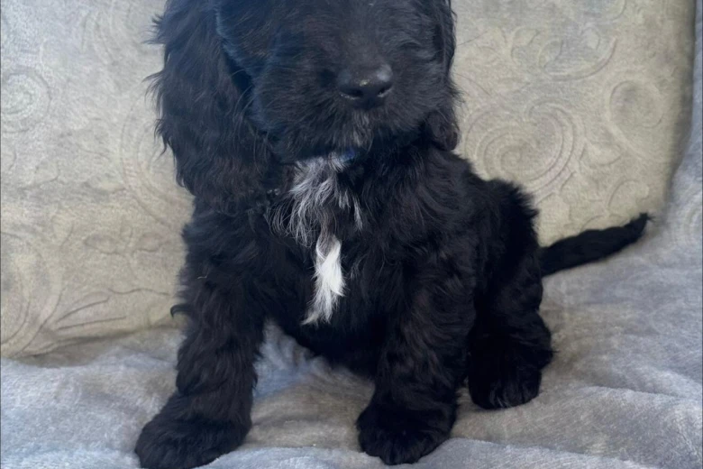 Cockapoo