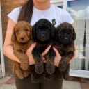 Cockapoo