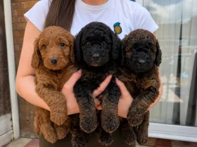 Cockapoo