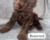 Cockapoo