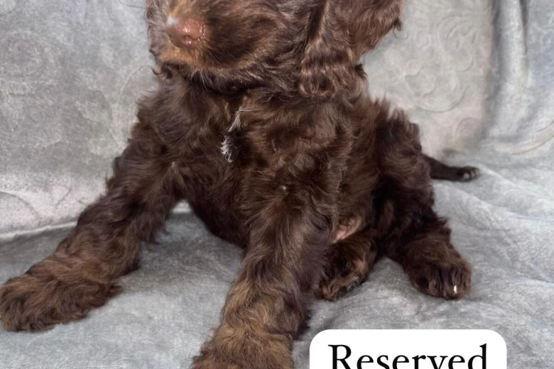 Cockapoo