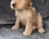 Cockapoo