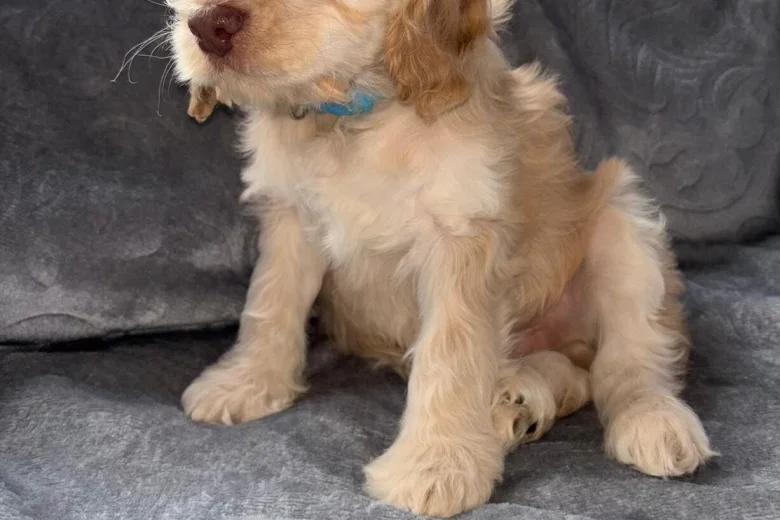 Cockapoo