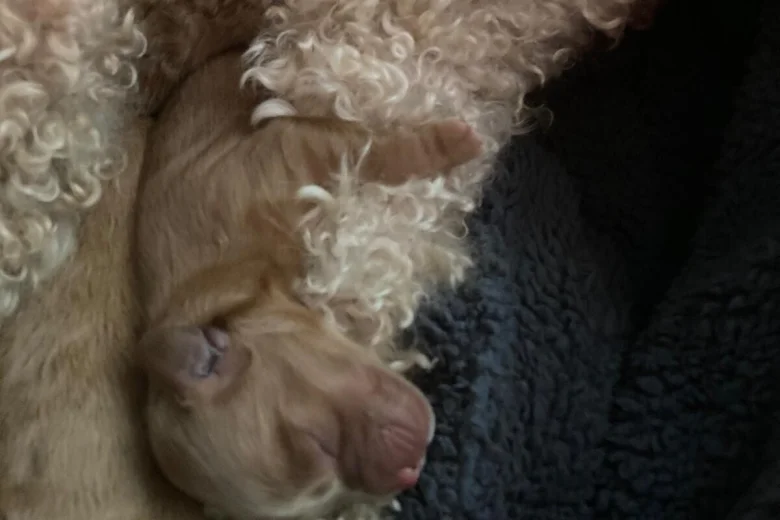 Cockapoo