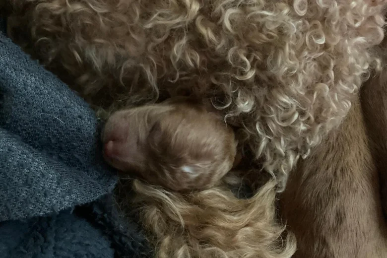 Cockapoo