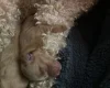 Cockapoo