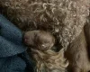Cockapoo