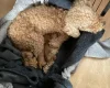 Cockapoo