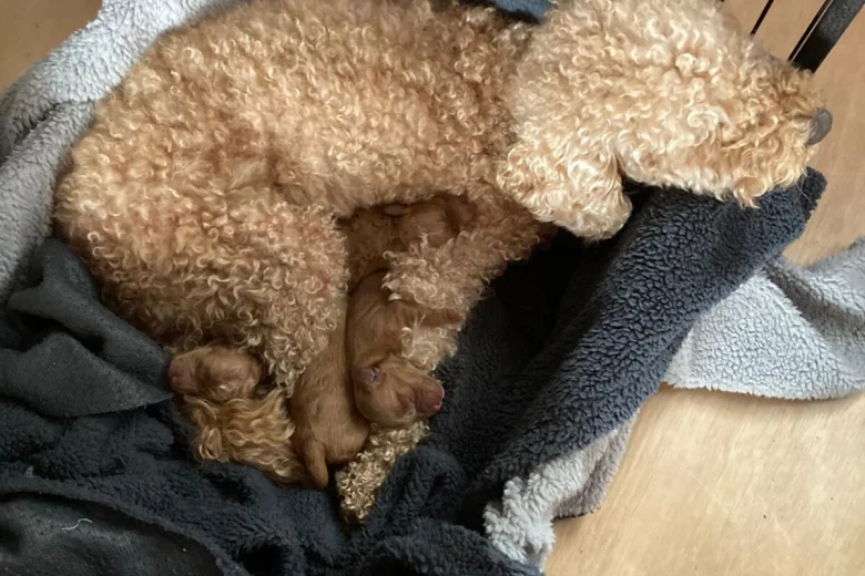 Cockapoo