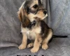 Cockapoo