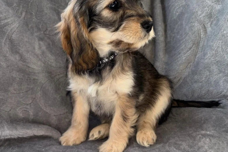 Cockapoo