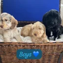 Cockapoo