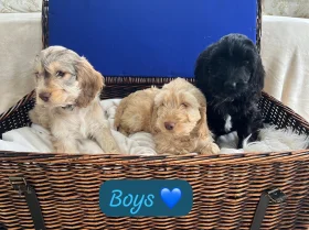 Cockapoo