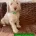 Cockapoo