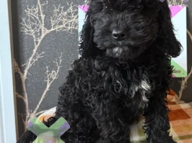 Cockapoo