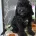 Cockapoo