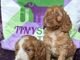 Cockapoo