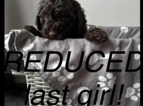 Cockapoo