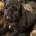 Cockapoo