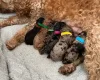 Cockapoo