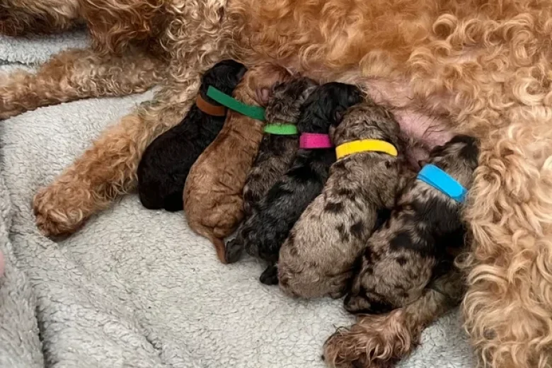 Cockapoo