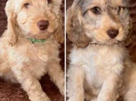 Cockapoo