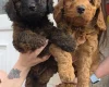 Cockapoo