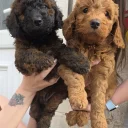 Cockapoo