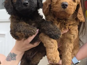 Cockapoo