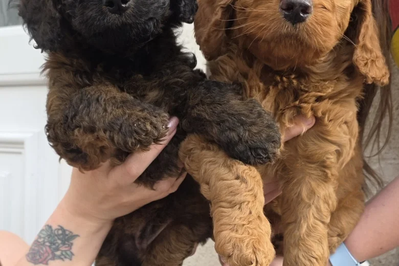 Cockapoo