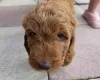 Cockapoo