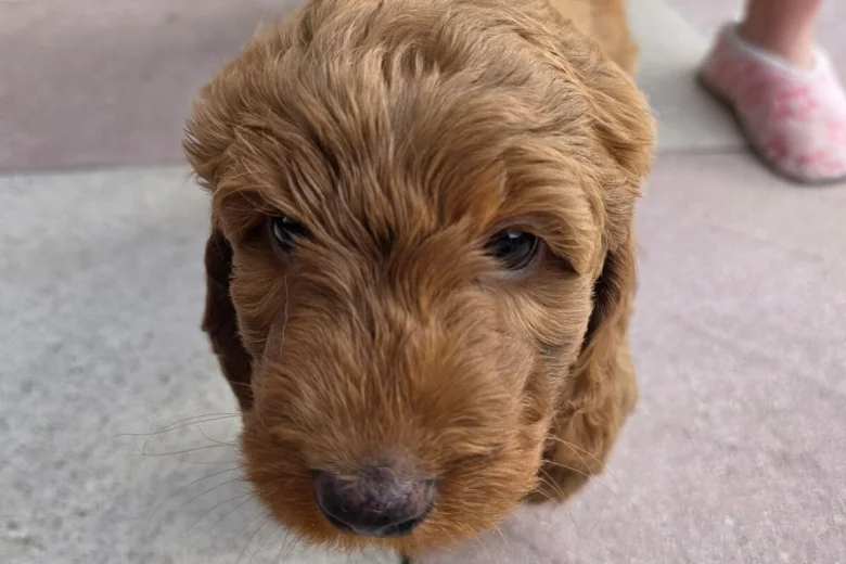 Cockapoo