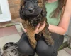 Cockapoo